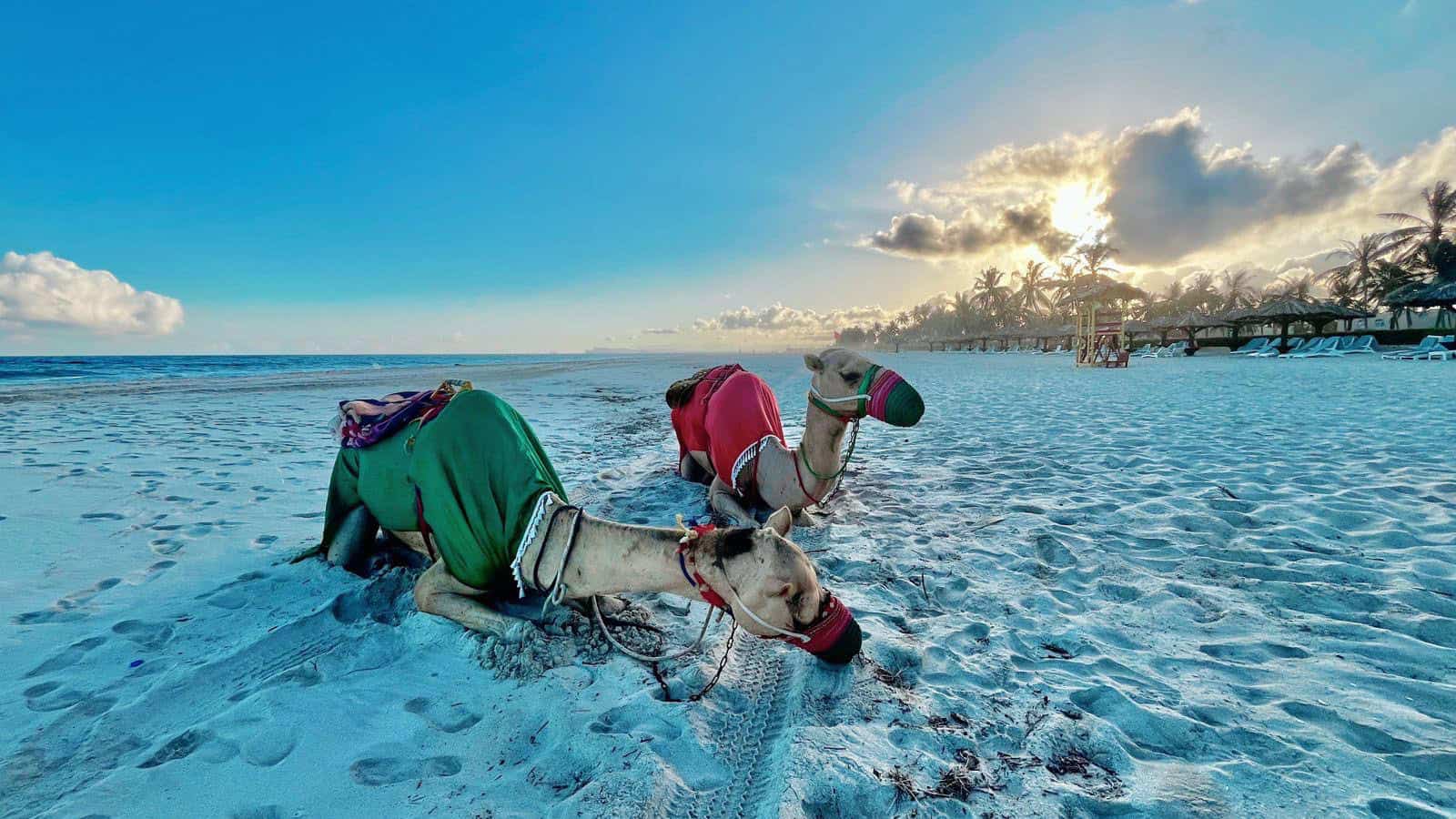 Two camels on a beach in Oman taken by the Mission Spiritus team